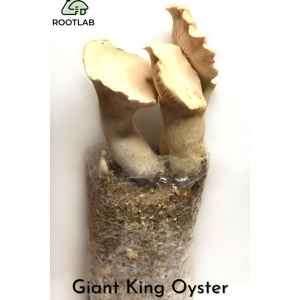 Photo Showing Giant King Oyster Mushroom Fruiting