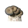 Mushroom kit fruiting