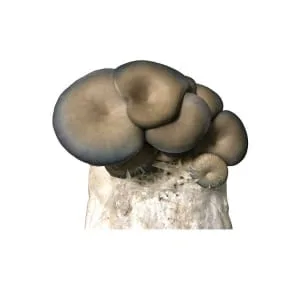 Cluster of greyish oyster mushrooms growing from a white substrate, isolated on a white background.