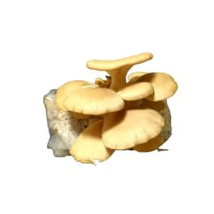 Yellow oyster mushrooms growing from a substrate block against a white background.