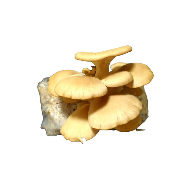 Photo Showing White Oyster Mushroom Fruiting