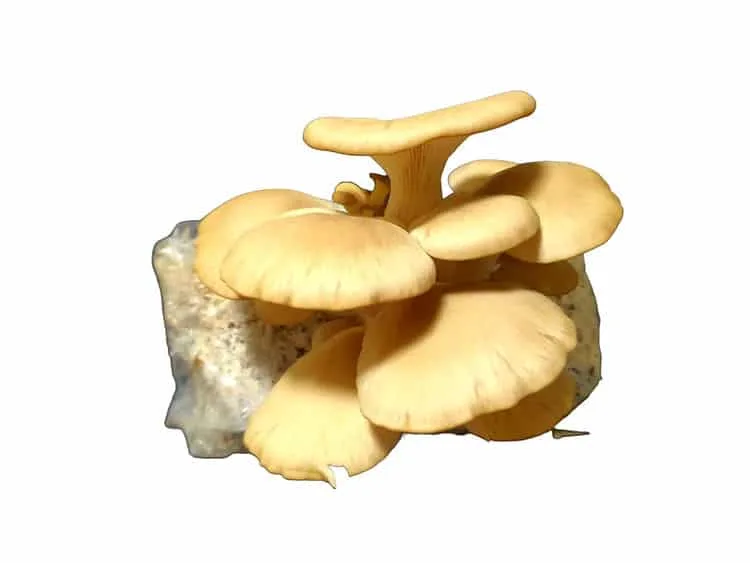 White Oyster Mushroom Grow Kit 1 Yellow oyster mushrooms growing from a substrate block against a white background.
