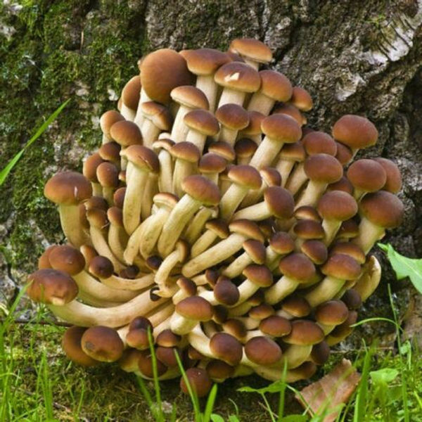 Photo showing Swordbelt mushroom Fruiting