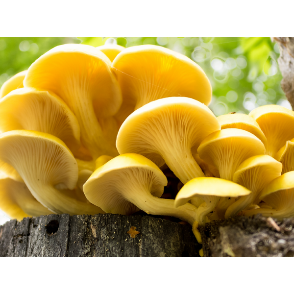 Photo Showing Yellow Oyster Mushroom Fruiting