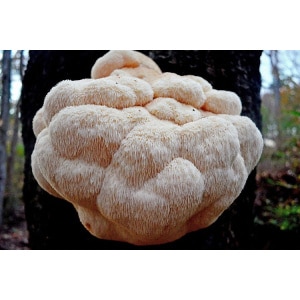 Photo showing Lions mane native mushroom Fruiting