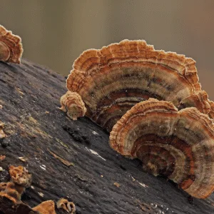 Brown and orange turkey tail mushrooms growing on a decaying log in a natural outdoor setting.