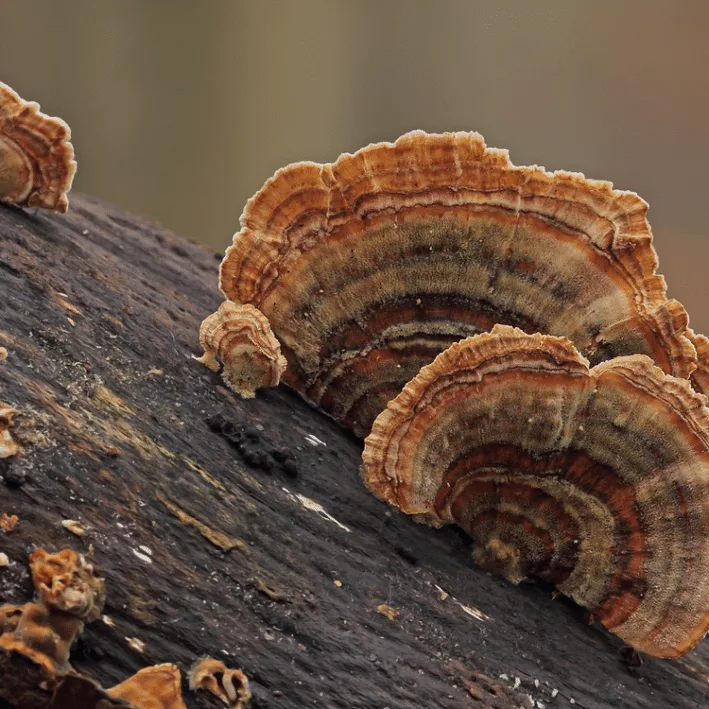 Brown and orange turkey tail mushrooms growing on a decaying log in a natural outdoor setting.