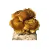 Chestnut mushroom
