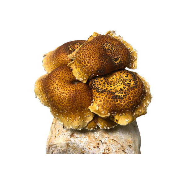 chestnut Mushroom kit fruiting