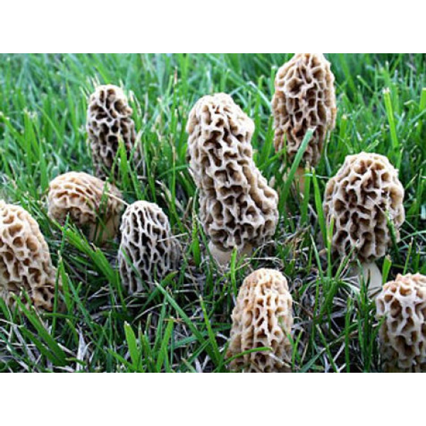 Photo Showing Australian Morels Mushroom Growing on grass