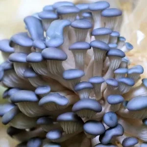 Close-up of a cluster of blue oyster mushrooms with smooth caps and light stems.