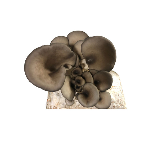 Photo Showing Blue Pearl Oyster Mushroom Fruiting