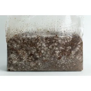 A plastic bag filled with moist, dark soil and white mycelium growing throughout.