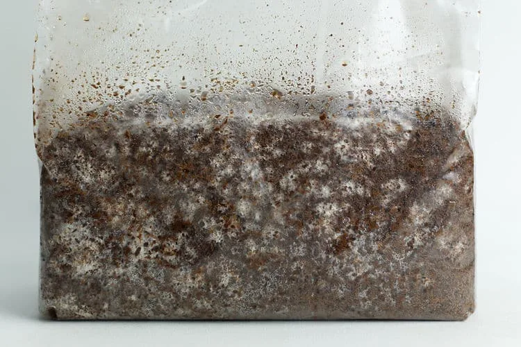 Lions Mane Synapse | Hericium erinaceus | Mushroom Fruiting Blocks - 3kg ( Wholesale for Farms) 8 A plastic bag filled with soil and white mycelium growing inside.