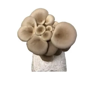 Cluster of light brown oyster mushrooms growing from a white substrate against a plain white background.