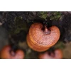 Photo Showing Reishi Mushroom Fruiting on a tree