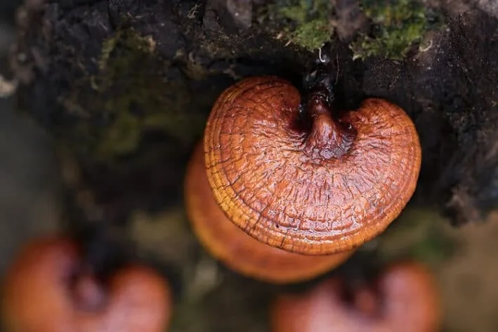 Close-up of reddish-brown mushrooms growing on a mossy log.