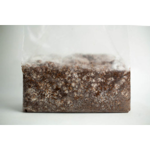 Sawdust spawn 3kg for logs or outdoor patch close up image