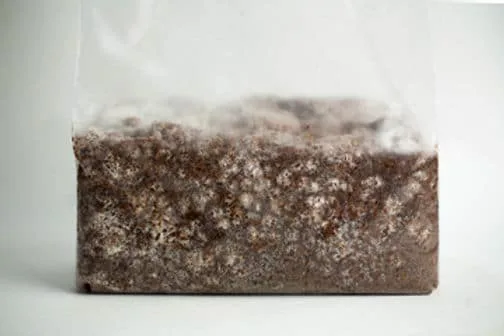 A plastic bag filled with brown substrate and white fungal mycelium growing throughout it.