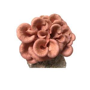 Photo Showing Pink Oyster Mushroom Fruiting