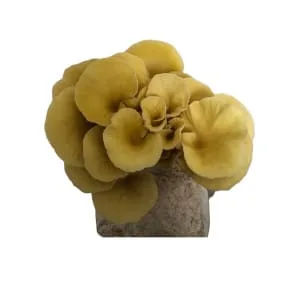 A cluster of yellow oyster mushrooms growing from a substrate block, isolated on a white background.