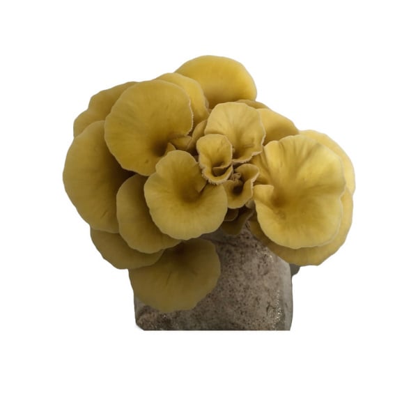 Photo Showing Yellow Oyster Mushroom Fruiting