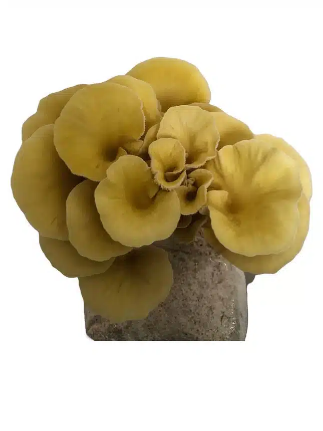 Gold Oyster Mushroom Grow Kit 7 A cluster of yellow oyster mushrooms growing from a substrate block, isolated on a white background.