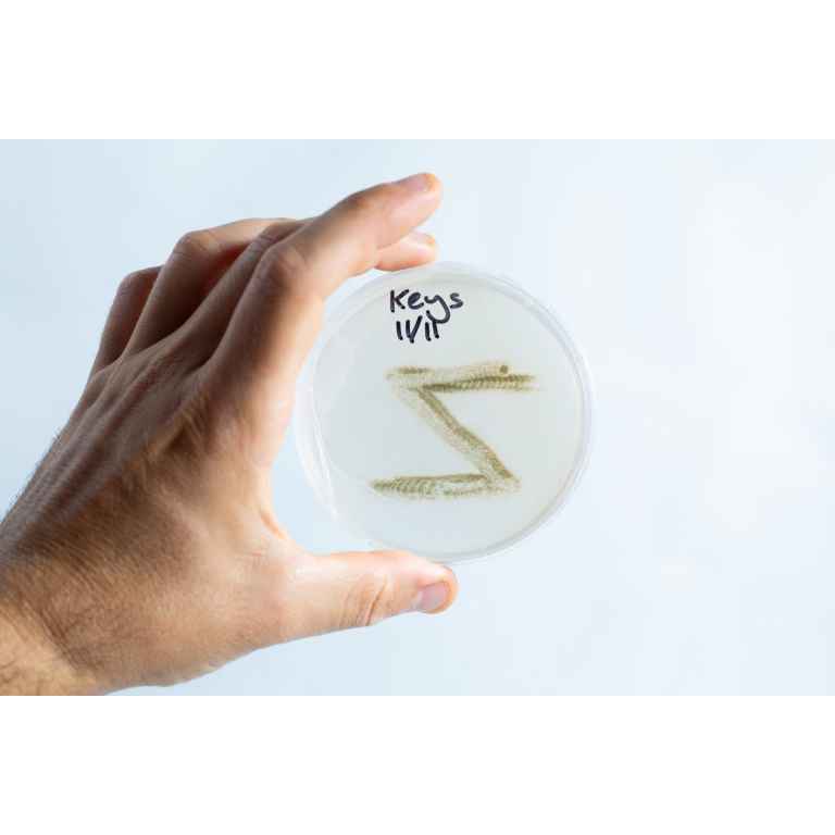Agar Plates | Rootlab