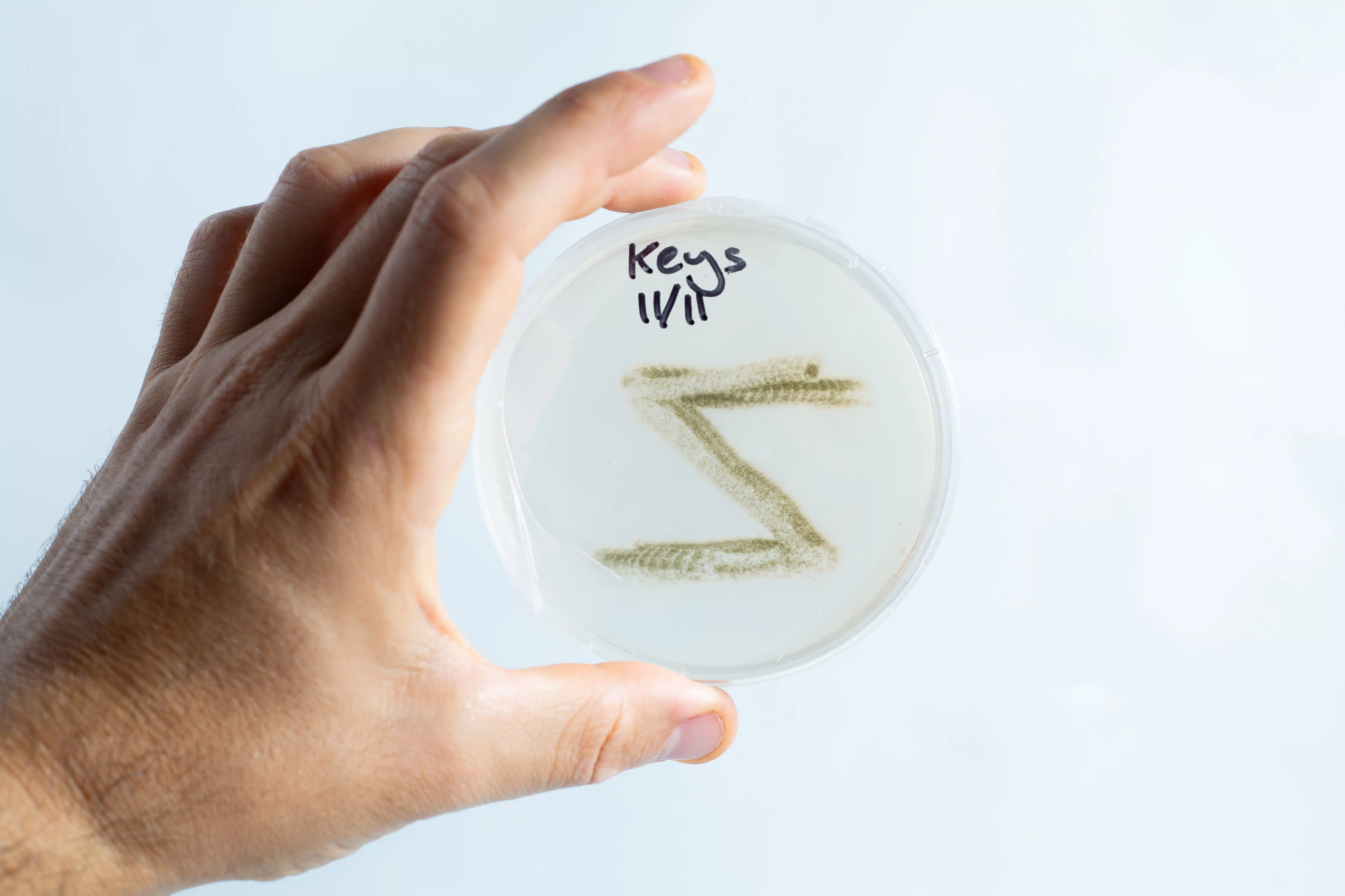 A hand holds an agar Petri dish MEA from the School Science Fun Project Kit, labelled “Keys 11/11,” displaying a fuzzy pattern—great for classroom experiments.