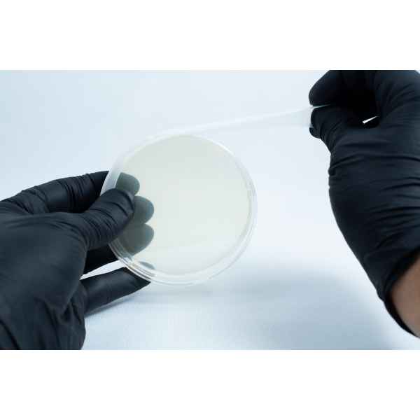 Agar petri dish MEA School Science Fun Project - Sealing plate
