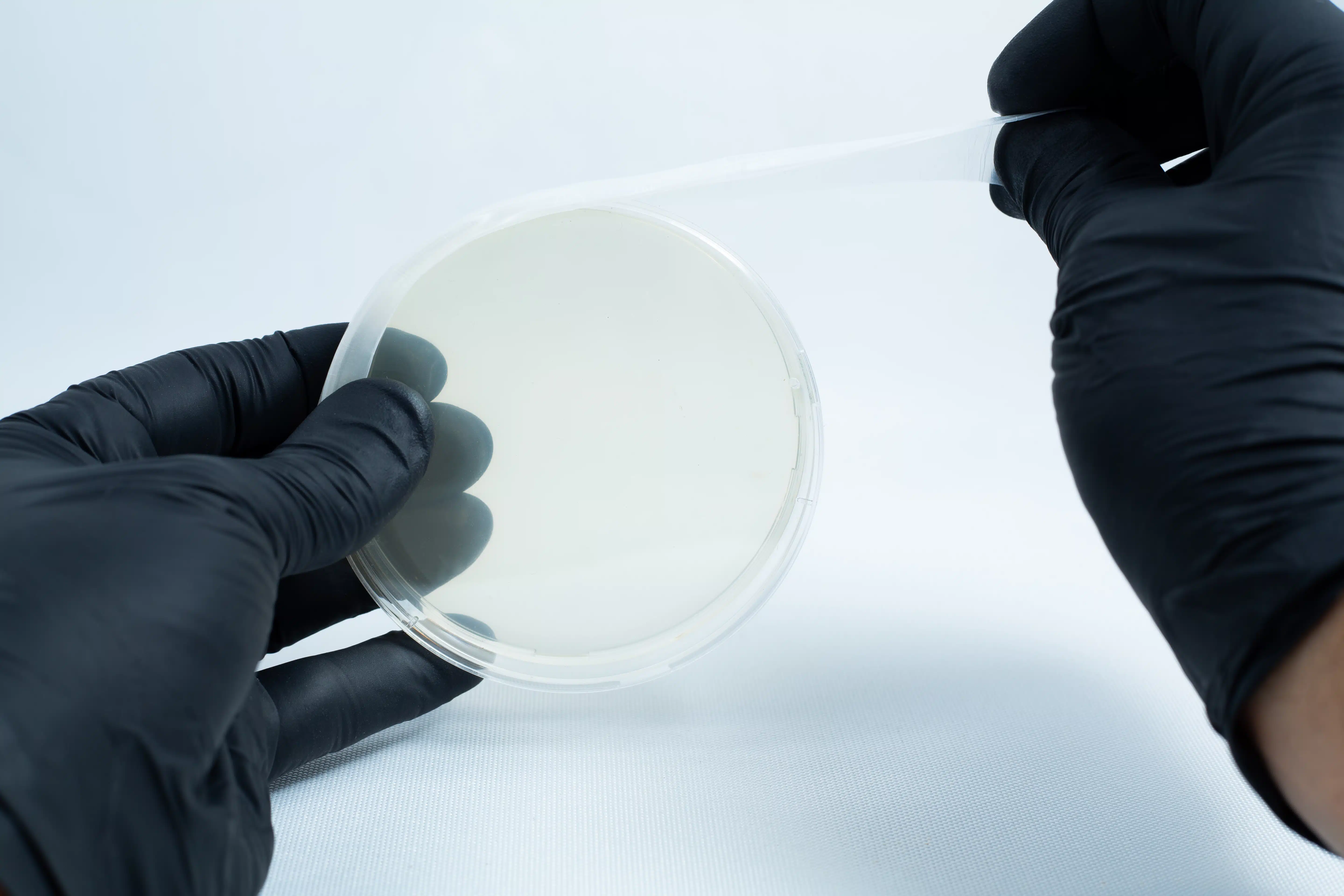 Gloved hands opening an agar Petri dish MEA School Science Fun Project Kit with a clear lid on a white background—ideal for school experiments and science fun projects.