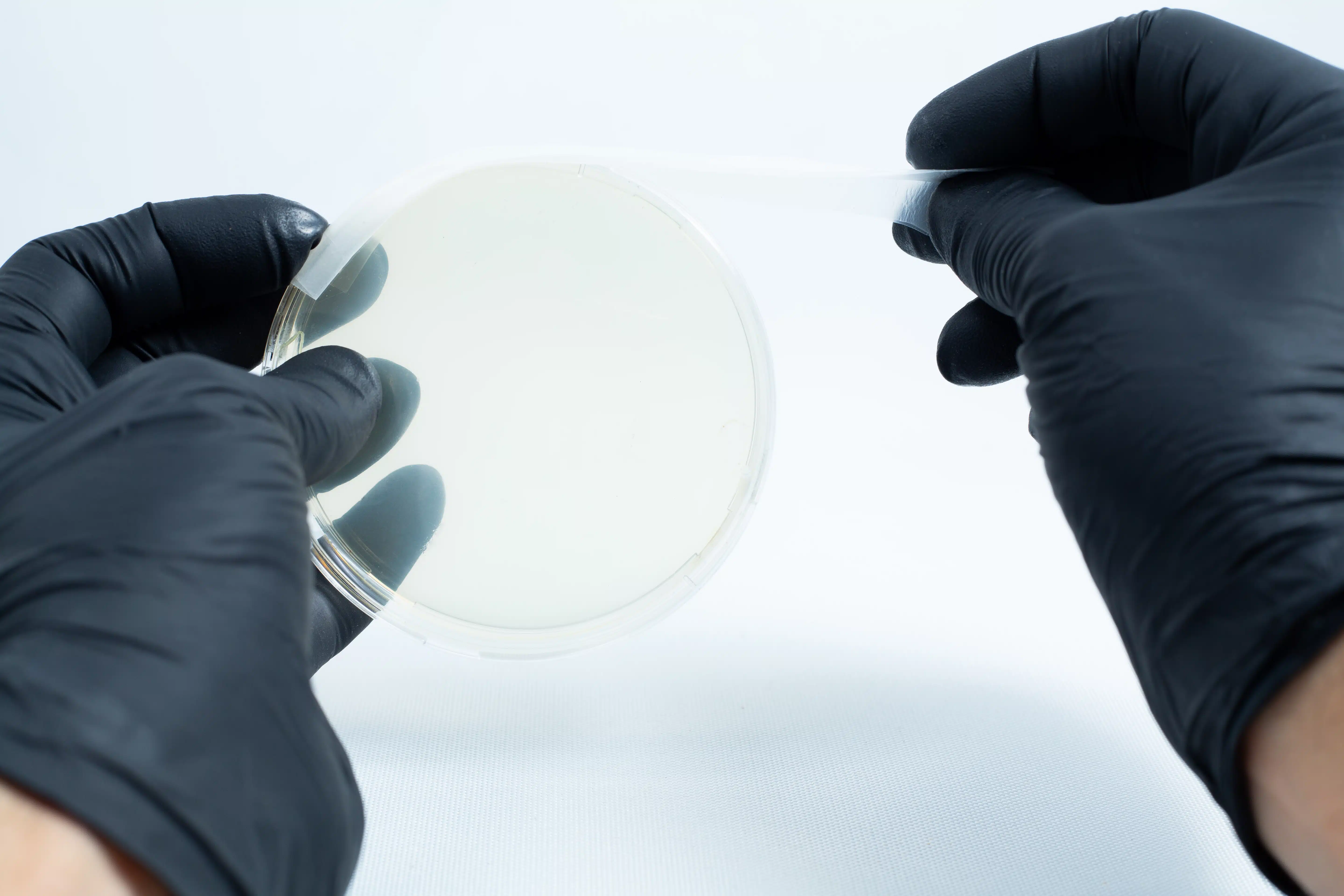 Gloved hands opening an Agar petri dish MEA School Science Fun Project Kit in a laboratory—ideal for exciting school experiments or fun science projects.