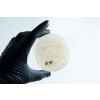 Agar petri dish MEA School Science Fun Project - Stage 2 Contamination
