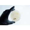 Agar petri dish MEA School Science Fun Project - Stage 2 Contamination