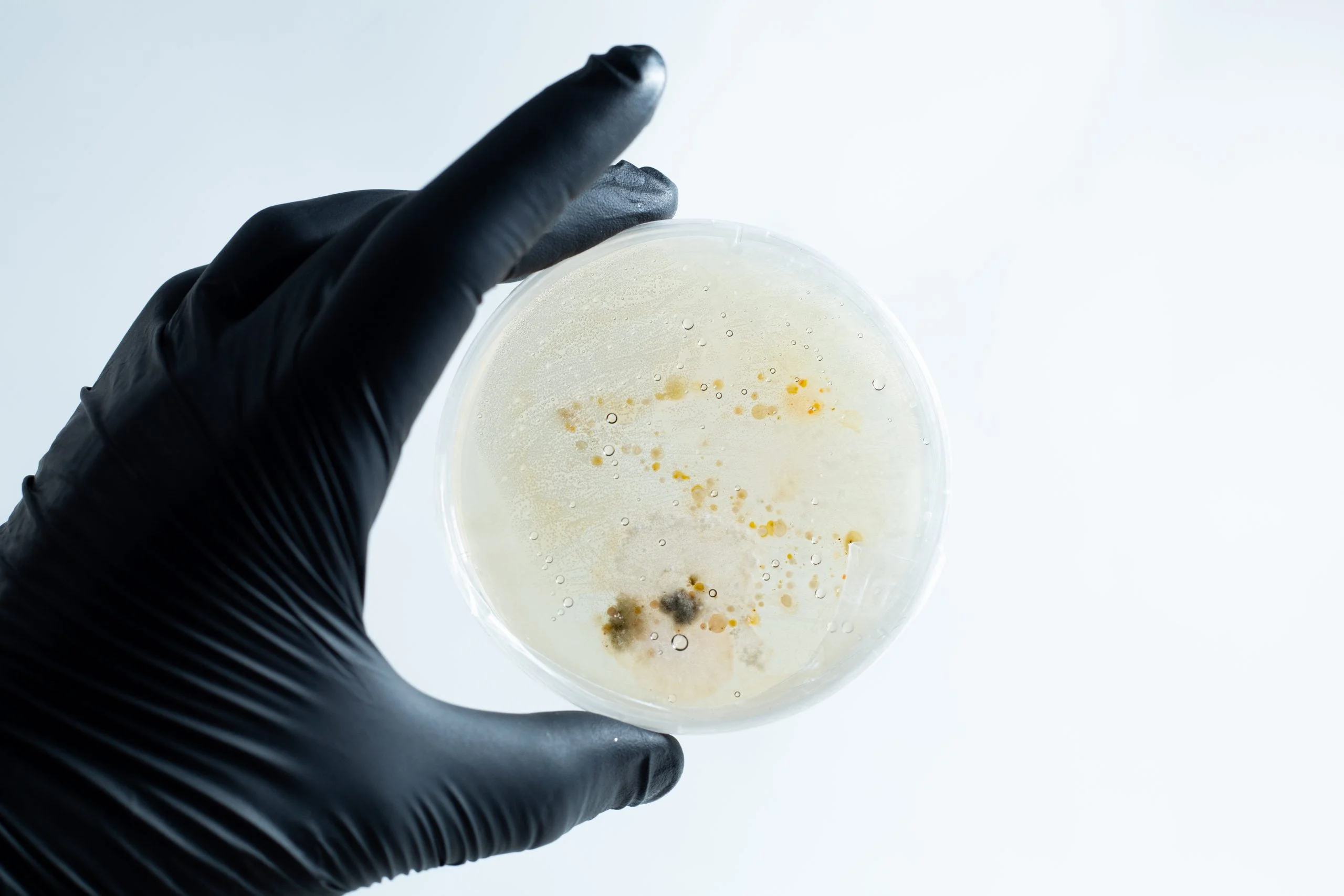 A hand in a black glove holds the Agar petri dish MEA School Science Fun Project Kit with mould and bacterial colonies—ideal for exciting school experiments—against a white background.