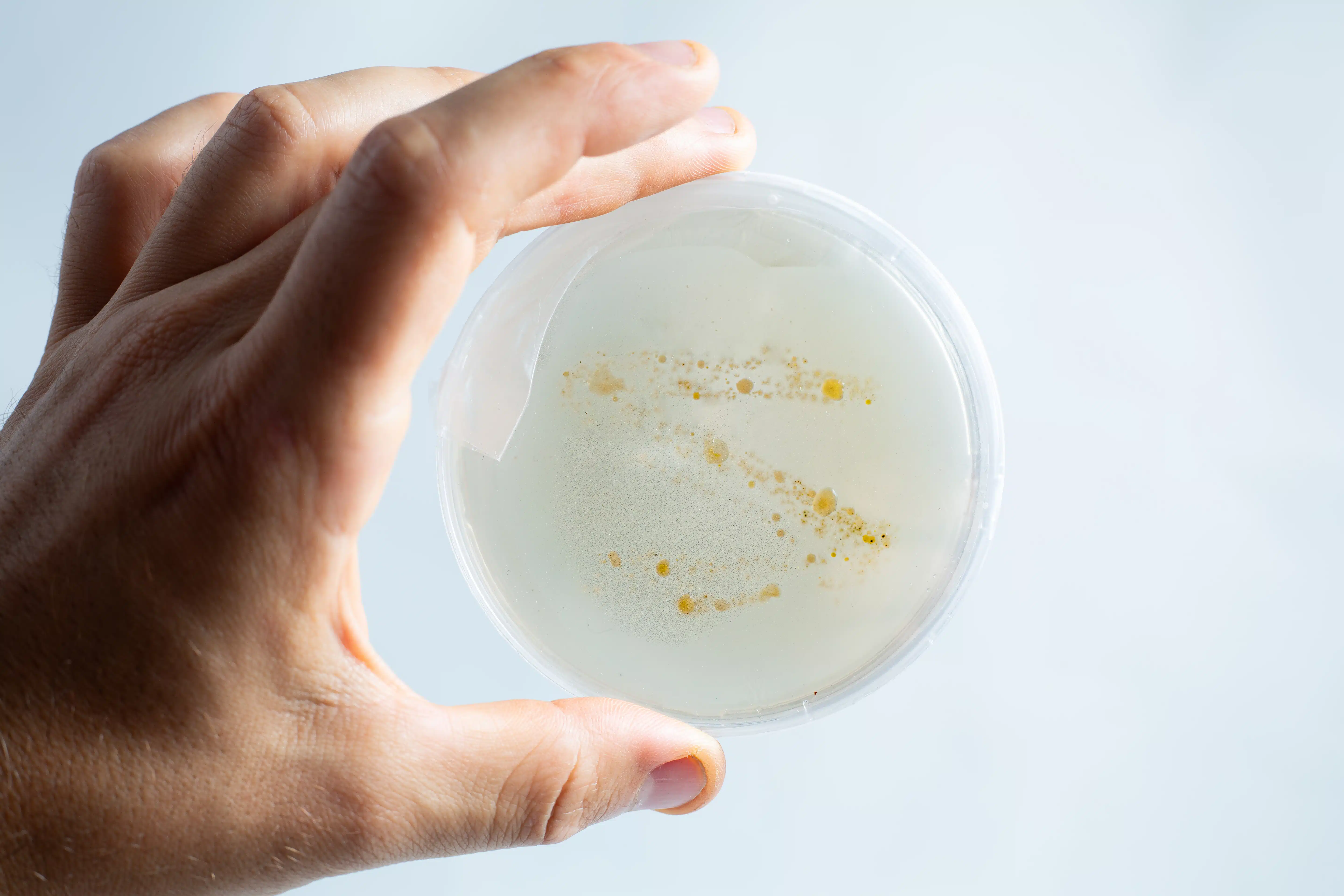 Hand holding the agar Petri dish MEA School Science Fun Project Kit with white and yellow bacterial colonies on a light background, ideal for school science experiments.