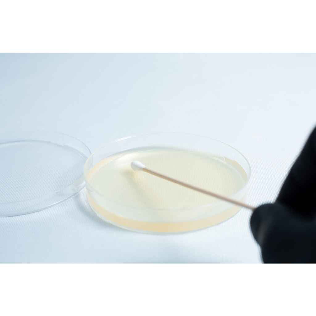 Agar petri dish MEA School Science Fun Project - innoculation