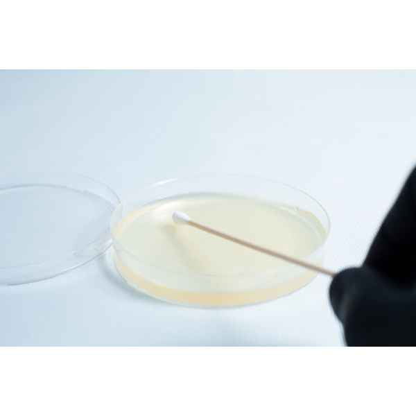 Agar petri dish MEA School Science Fun Project - innoculation