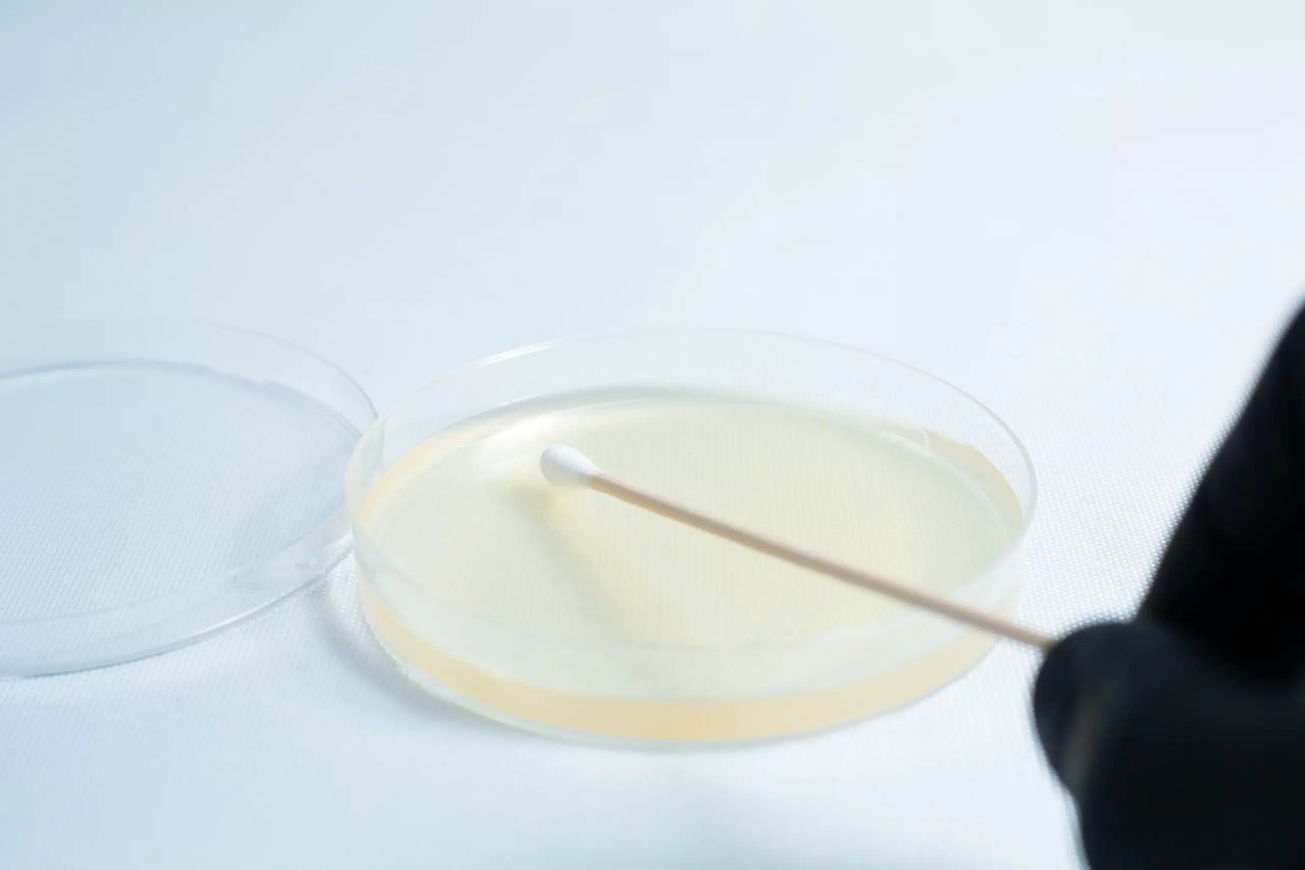 A gloved hand holds a swab above the Agar petri dish MEA School Science Fun Project Kit, which contains clear agar medium—ideal for hands-on school experiments.