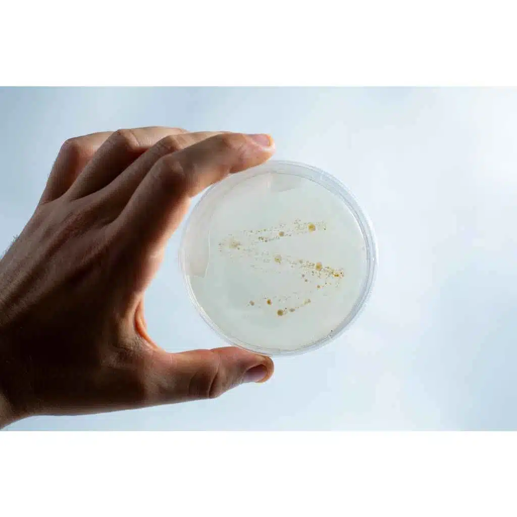 Agar petri dish MEA School Science Fun Project