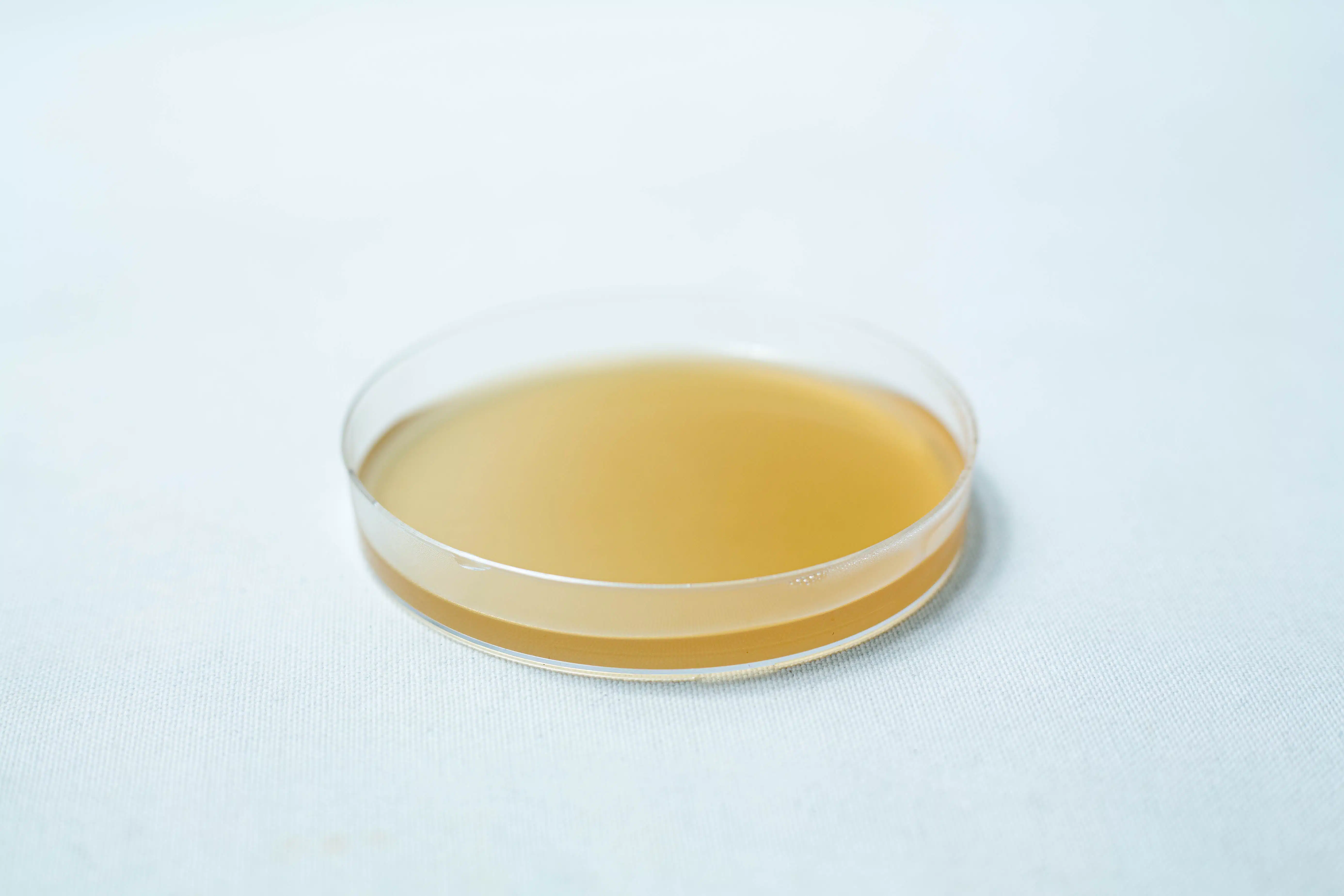 Pre poured MEAG Agar Plates (Antibacterial) 90mm 6 A clear 90mm petri dish filled with light brown agar on a white surface, highlighting the quality and convenience of Pre-poured MEAG Agar Plates (Antibacterial) for reliable laboratory use.