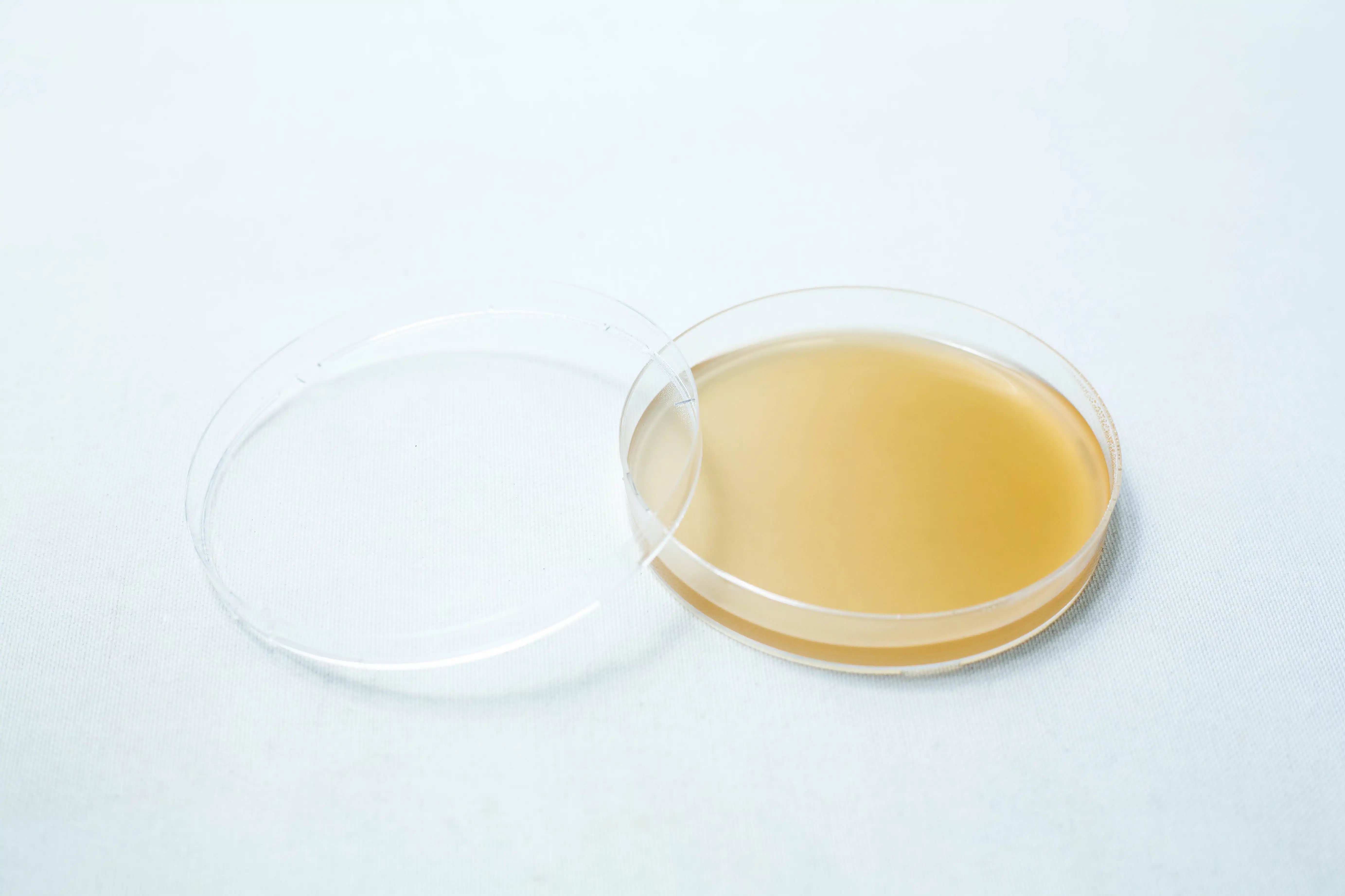 Pre poured MEAG Agar Plates (Antibacterial) 90mm 7 Pre-poured MEAG Agar Plates (Antibacterial) 90mm feature light brown agar in a petri dish with lid, ideal for experiments requiring ready-to-use, antibacterial medium.