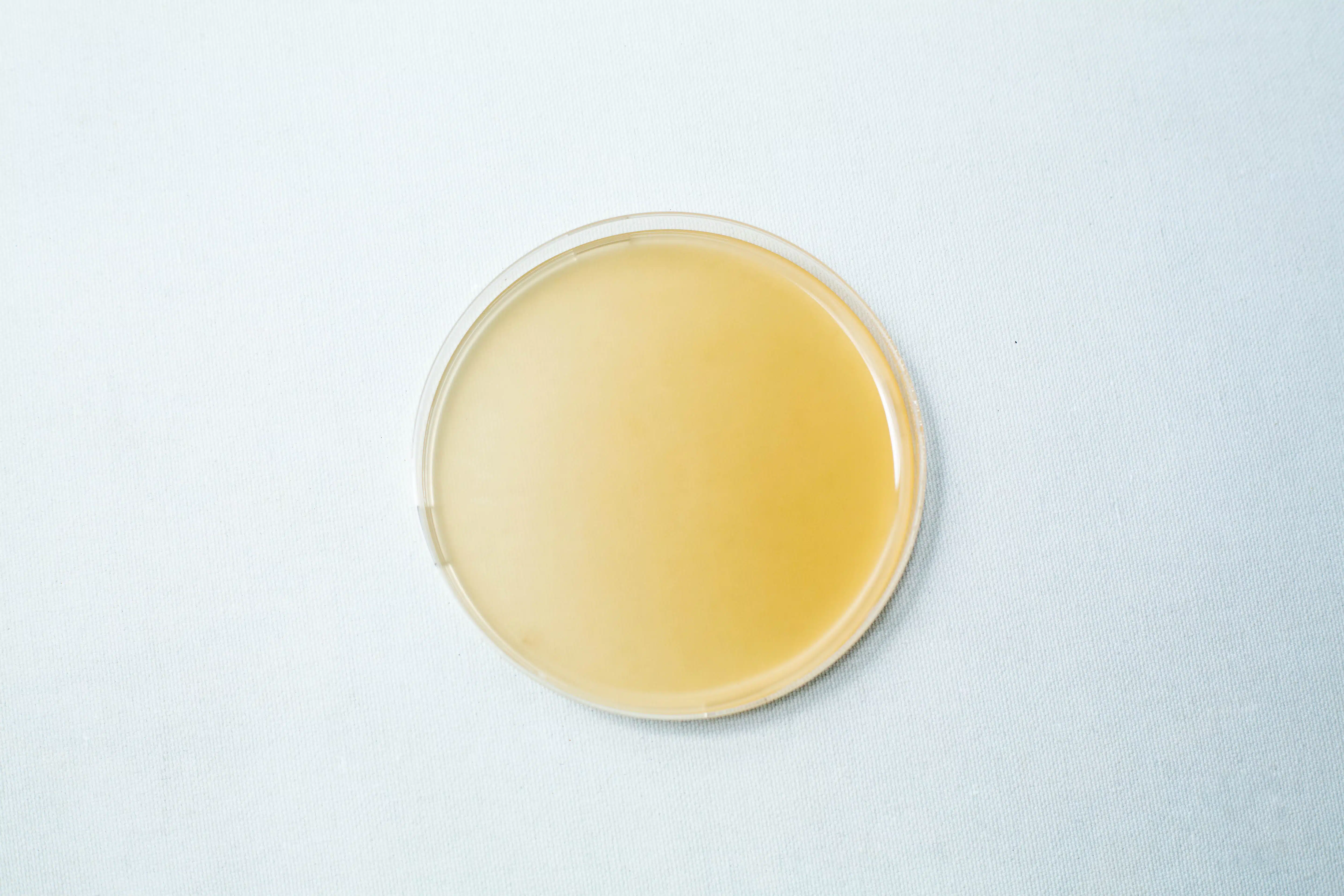 Pre poured MEAG Agar Plates (Antibacterial) 90mm 5 The Pre-poured MEAG Agar Plates (Antibacterial) 90mm feature a smooth, yellowish agar medium in clear petri dishes, providing convenience and reliability for your laboratory experiments.