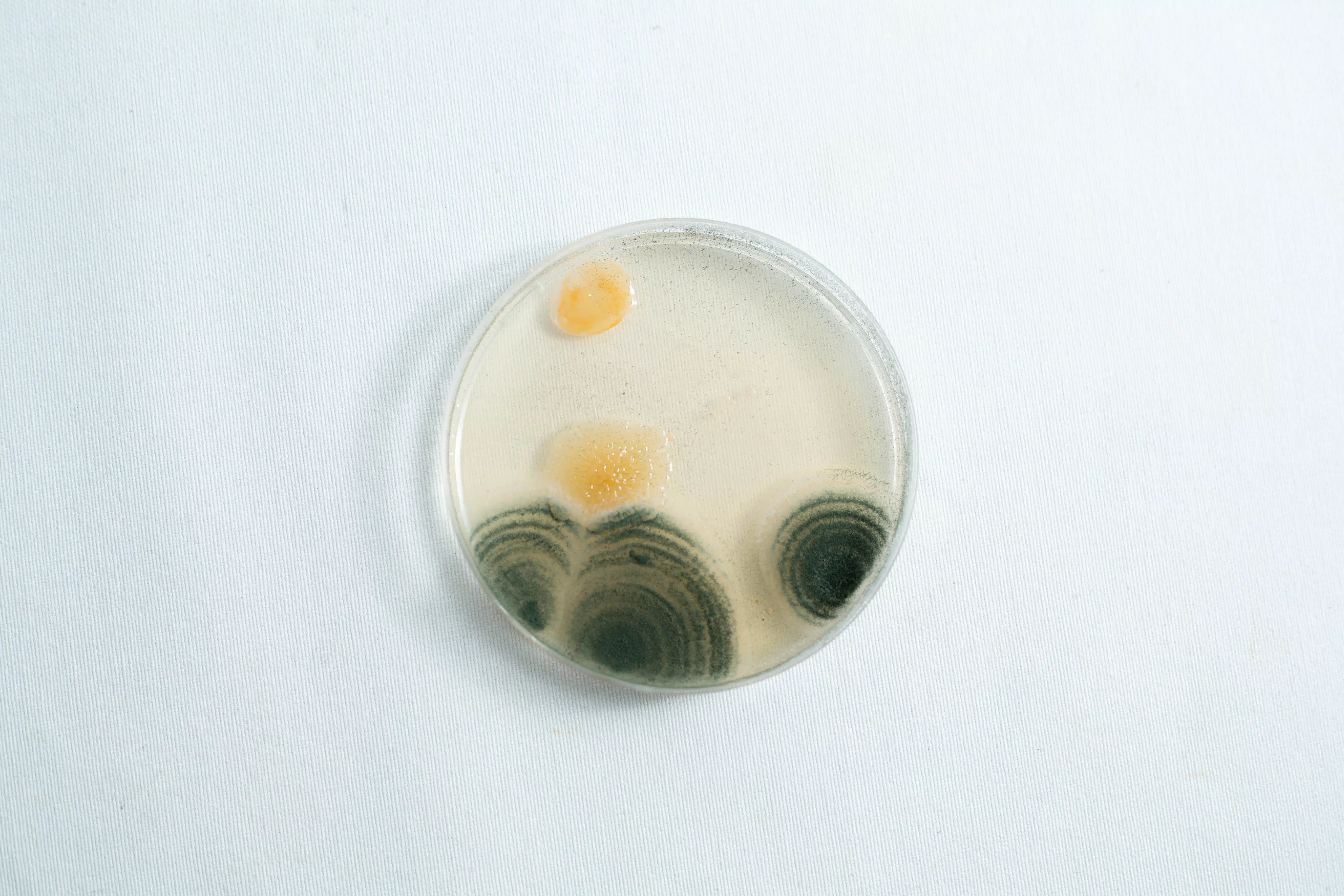 The Agar petri dish MEA School Science Fun Project Kit features yellow and dark green mould colonies on light MEA agar, ideal for engaging school experiments.