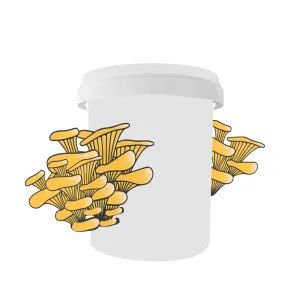 White bucket with clusters of yellow oyster mushrooms growing from its sides—perfect for those seeking quality mushroom farming equipment.