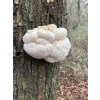 Lions mane Claw Hericium erinaceus