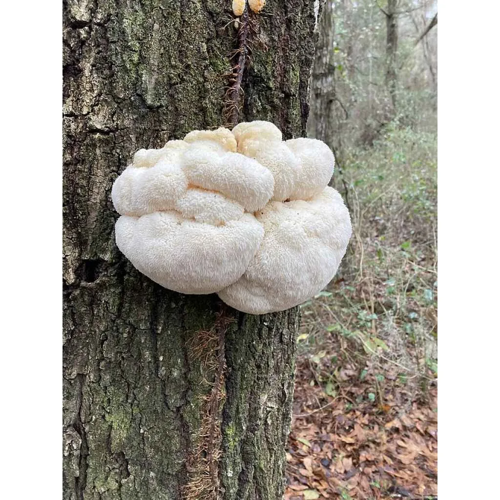 Large, white, fluffy mushroom growing on the trunk of a tree in a forested area.