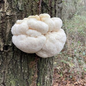 Lions mane Claw Hericium erinaceus