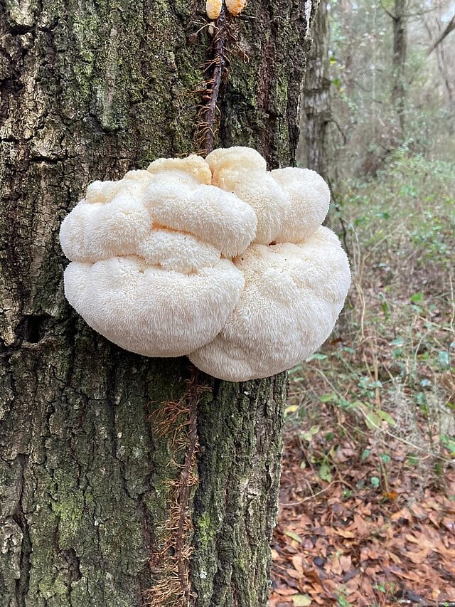 Lions mane Claw Hericium erinaceus