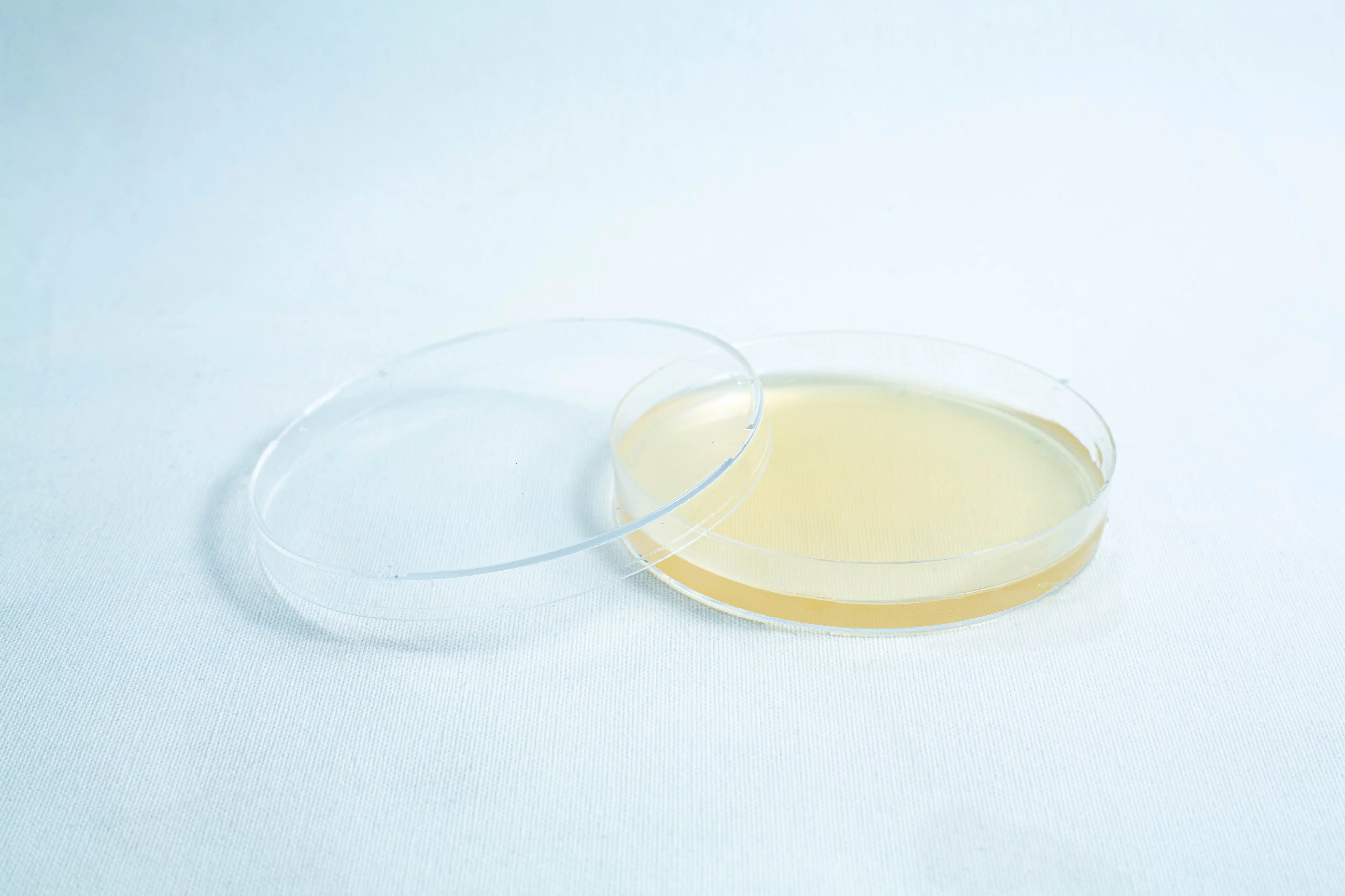 A Pre-poured MEA plates petri dish 90 mm, clear with yellowish medium, partially covered and placed on a white surface.